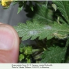 pyrgus melotis larva1a